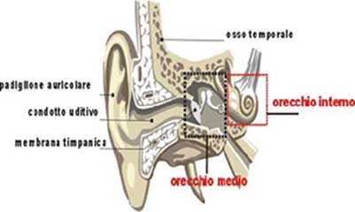 orecchio medio e interno